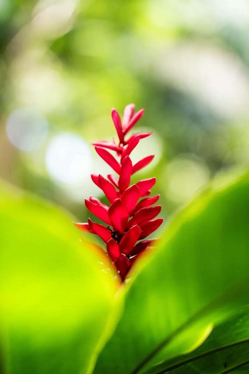 Rote Ingwerblüte zwischen grünen Blättern