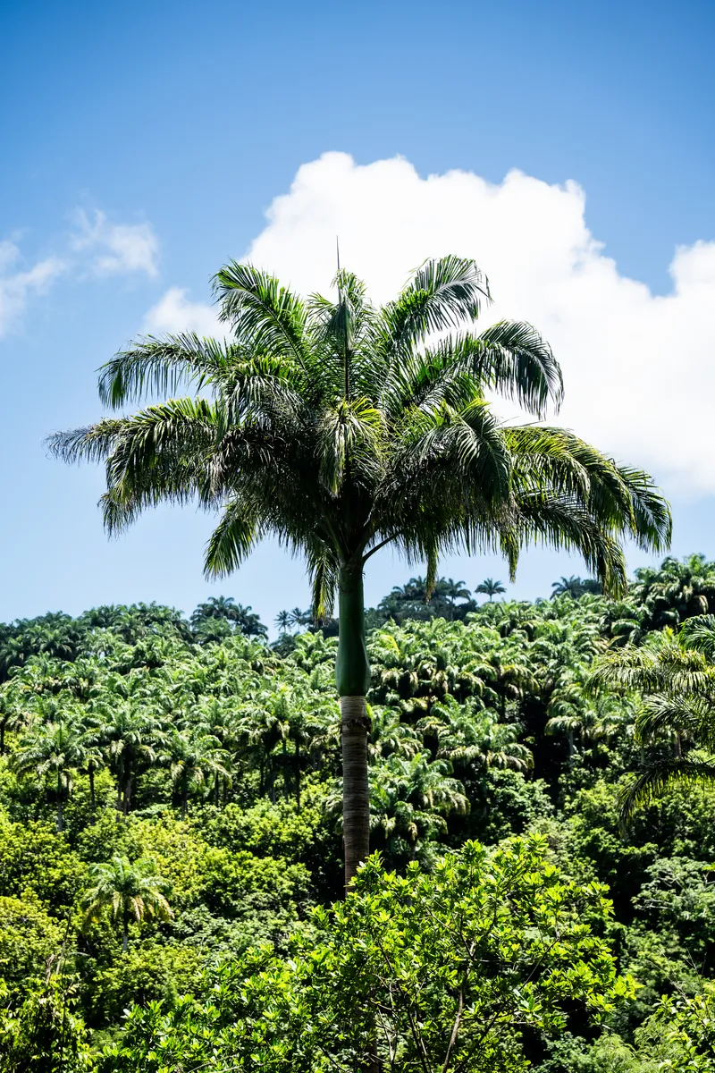Palme über dem Wald im Coco Hill Forest
