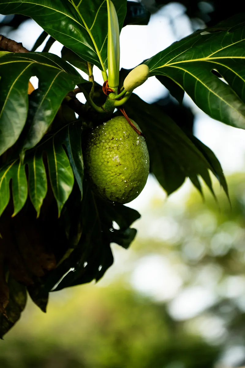 Brotfrucht an einem Baum im Garten