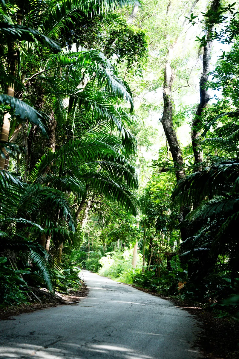 Grüne Allee im Norden der Insel