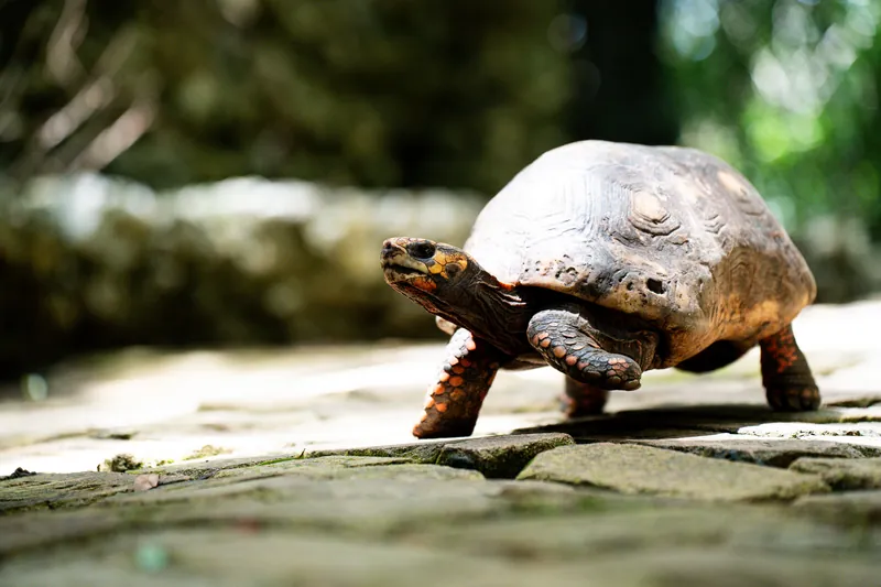 Landschildkröte im Barbados Wildlife Reserve
