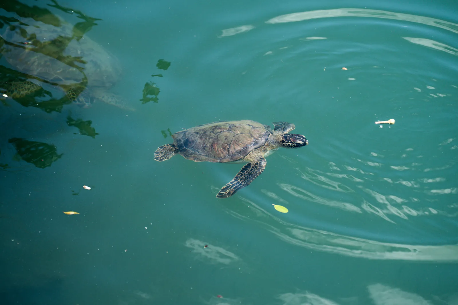 Eine Meeresschildkröte schwimmt im türkisfarbenen Wasser vor Barbados