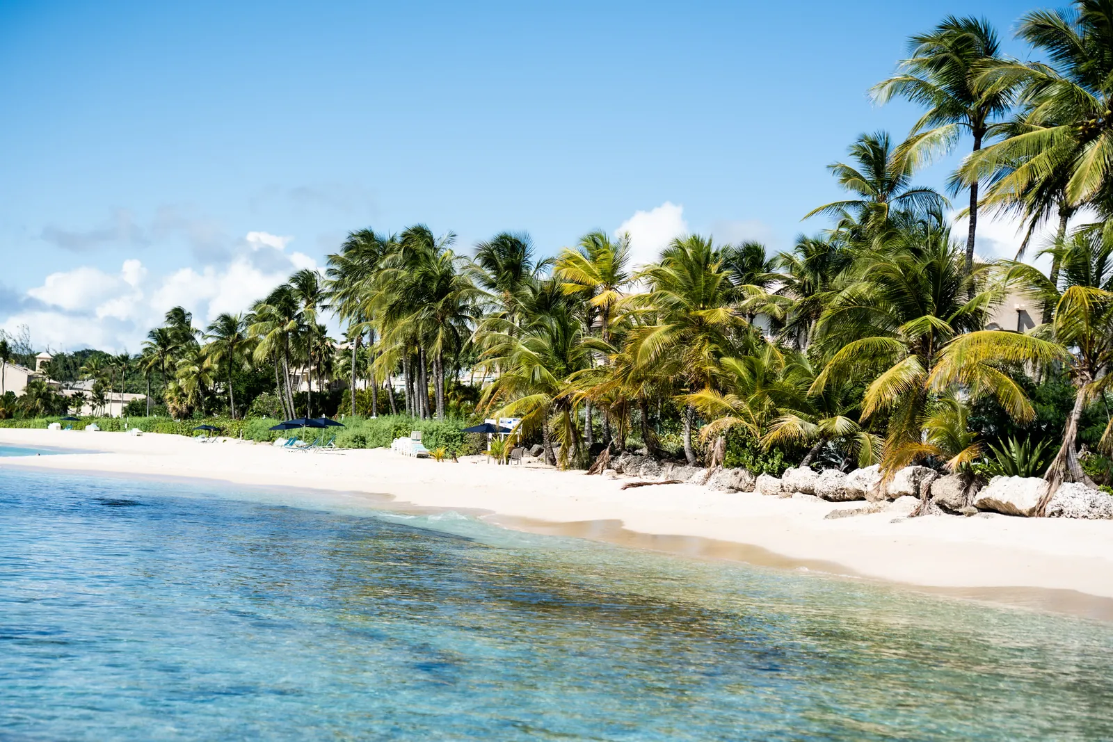 Palmenstrand mit klarem Wasser auf Barbados