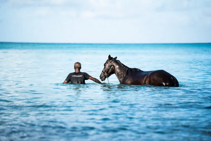 Ein Rennpferd schwimmt mit seinem Pfleger am Pebbles Beach