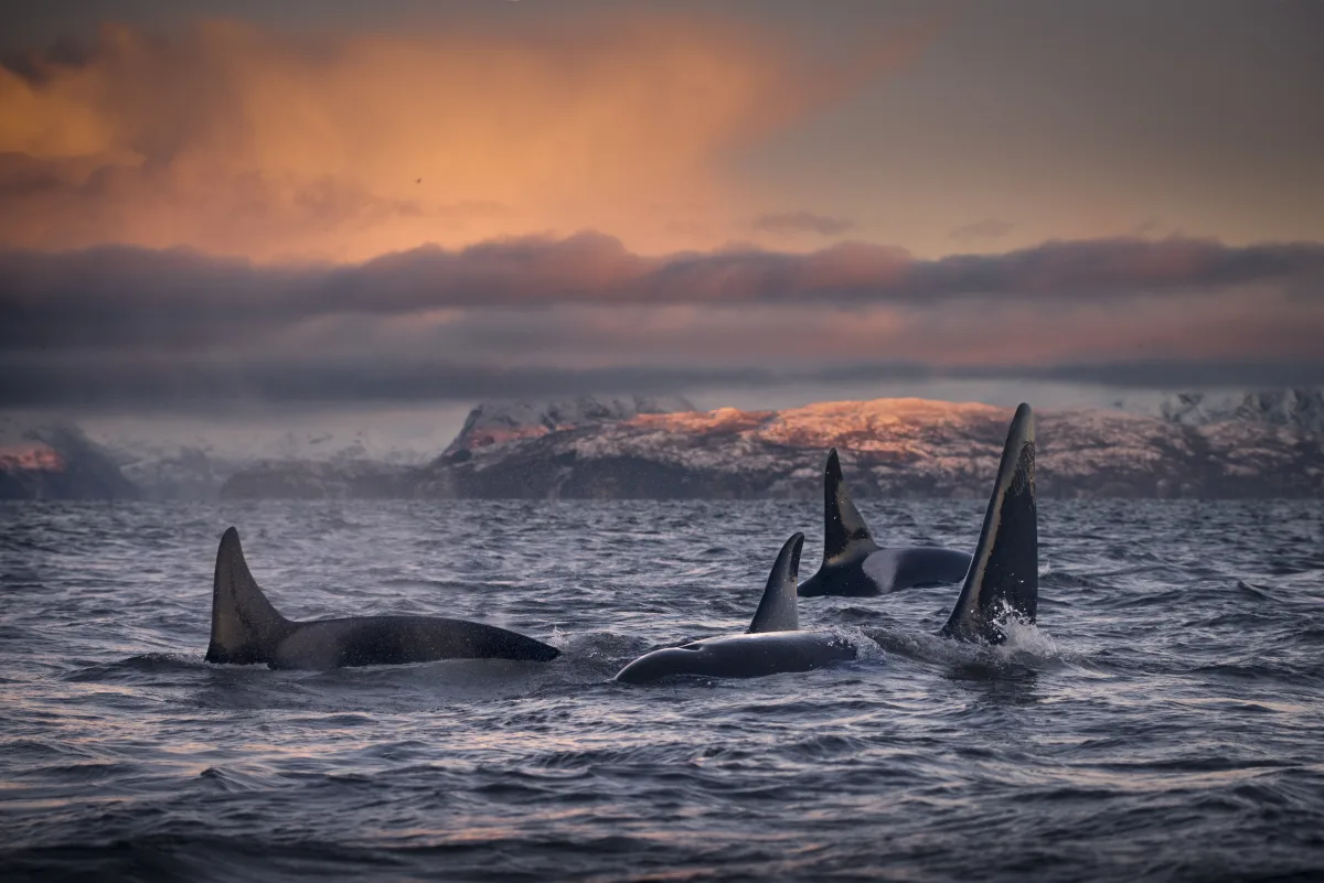 Orcas an der Wasseroberfläche in einem Fjord Nordnorwegens