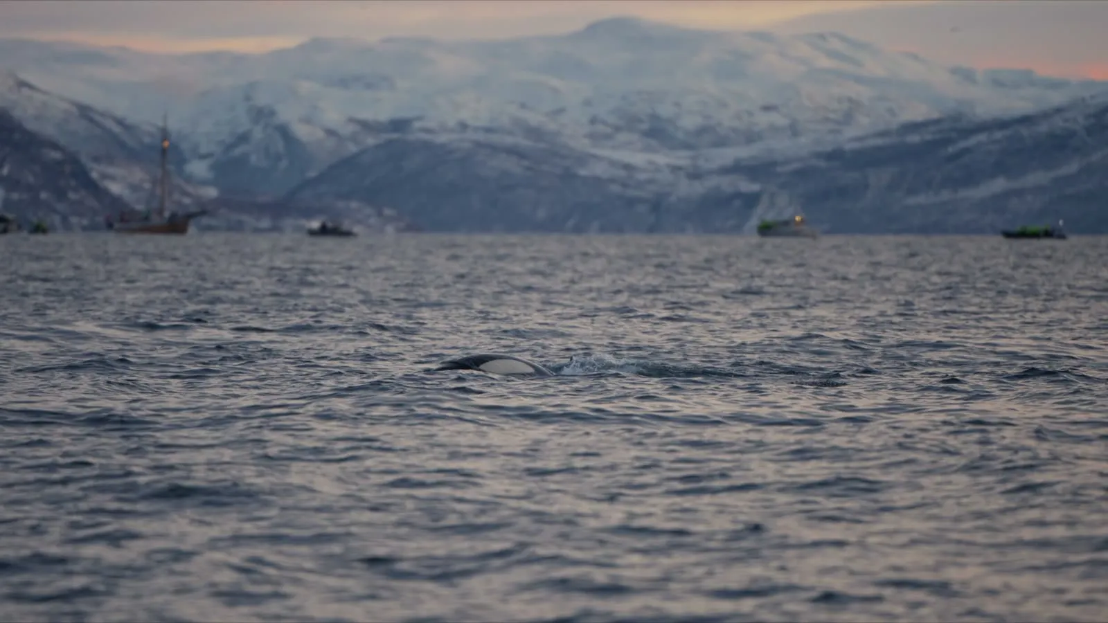 Orca durchbricht die Wasseroberfläche in einem arktischen Fjord vor verschneiten Bergen