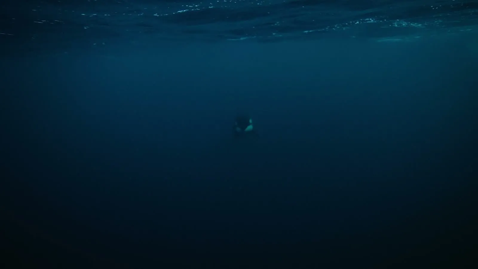 Orca bewegt sich im dunklen arktischen Wasser dicht unter der Oberfläche