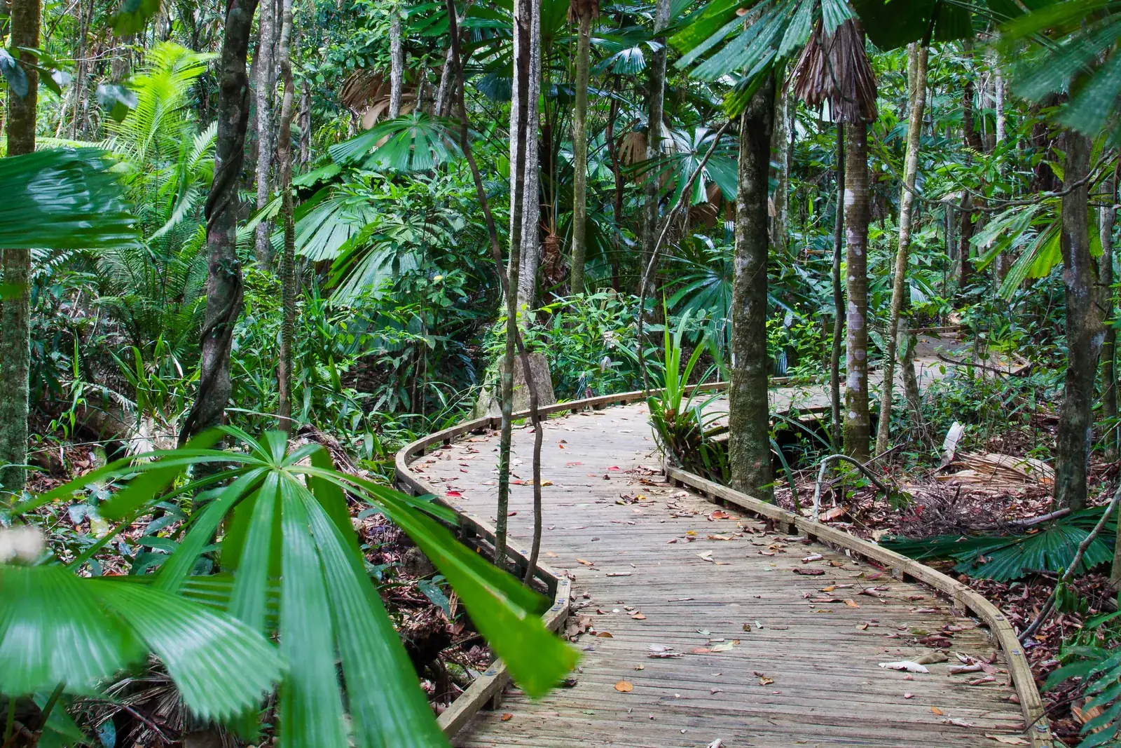 Holzsteg durch den Daintree-Regenwald