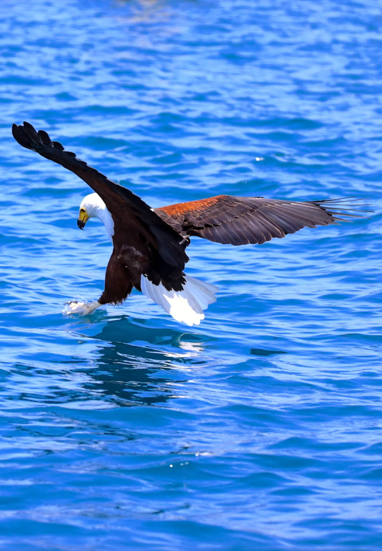 Afrikanischer Fischadler fängt einen Fisch über dem Lake Malawi