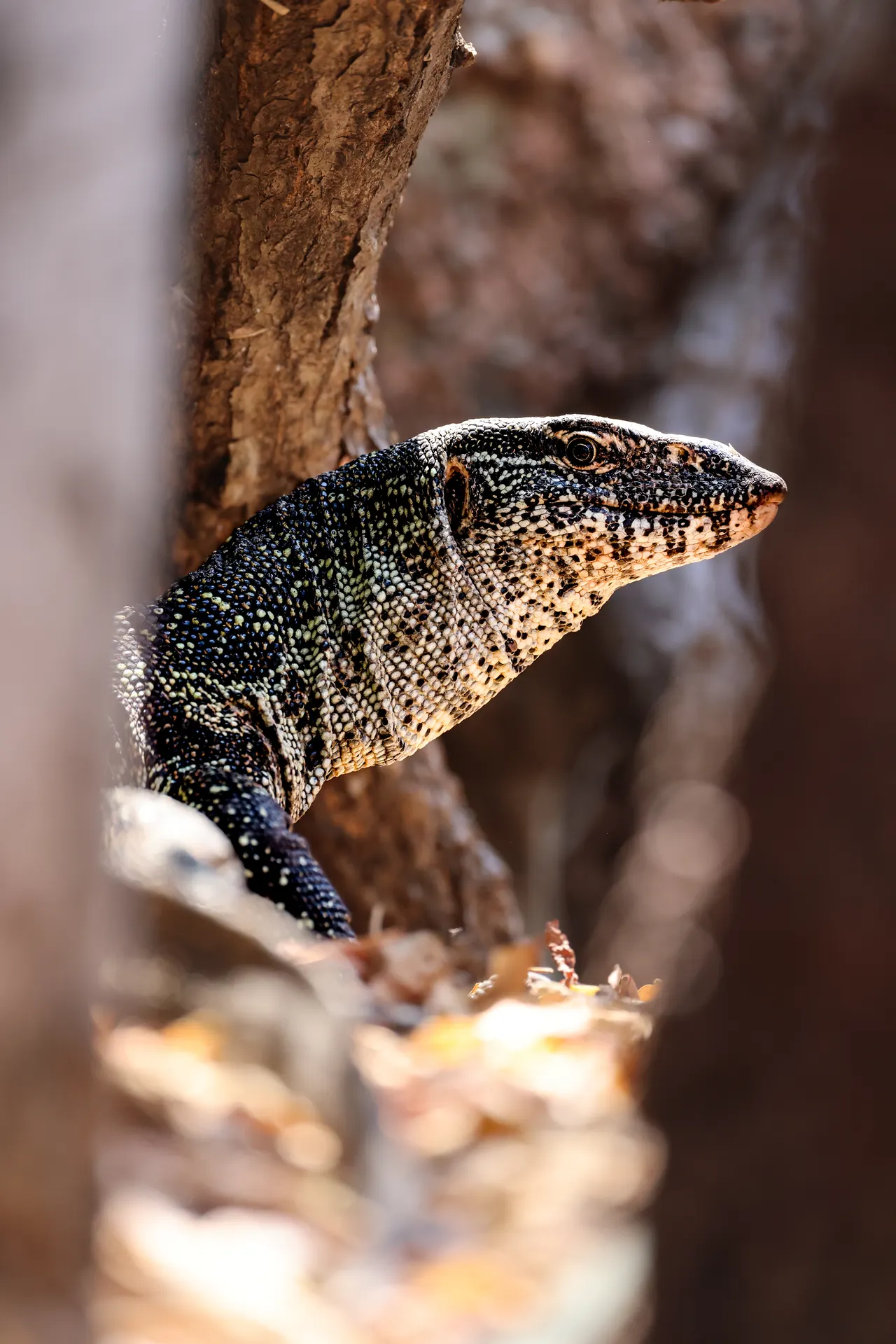 Chamäleon auf einem Ast – Tierwelt Malawis