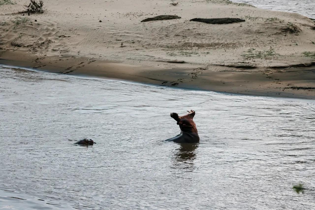 Wildtier am Ufer des Lake Malawi