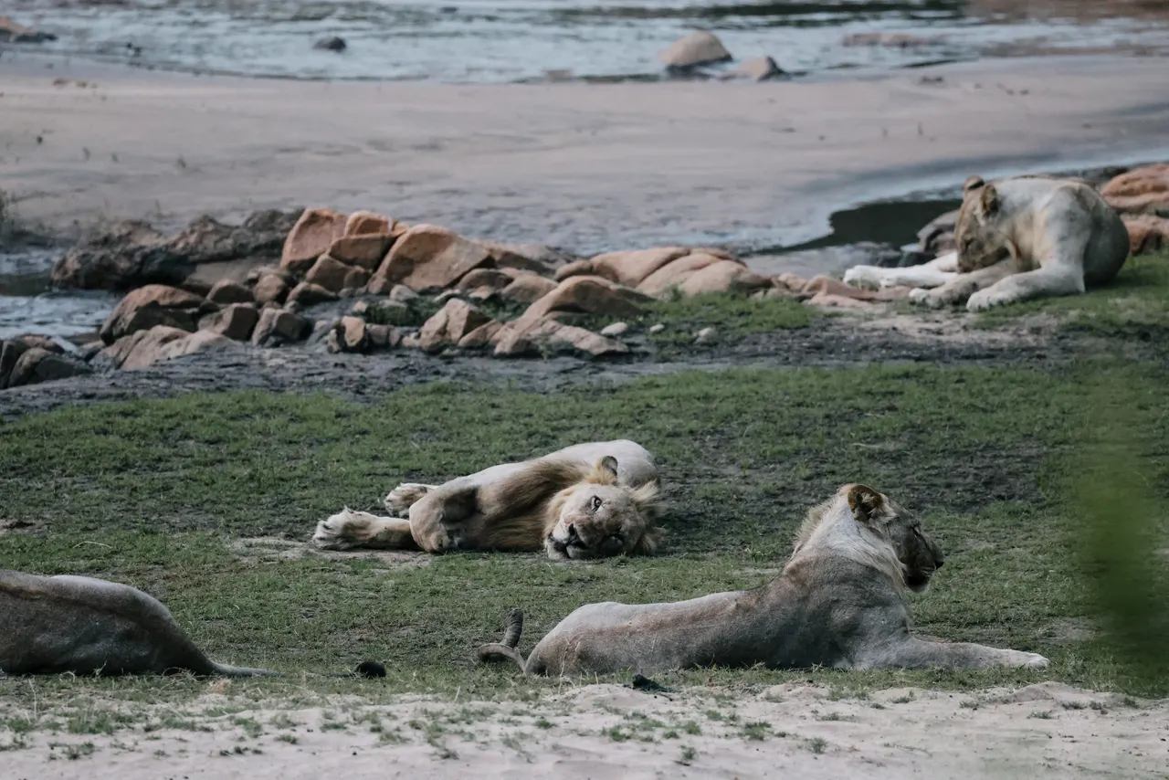 Wildtiere am Ufer im Majete Wildlife Reserve