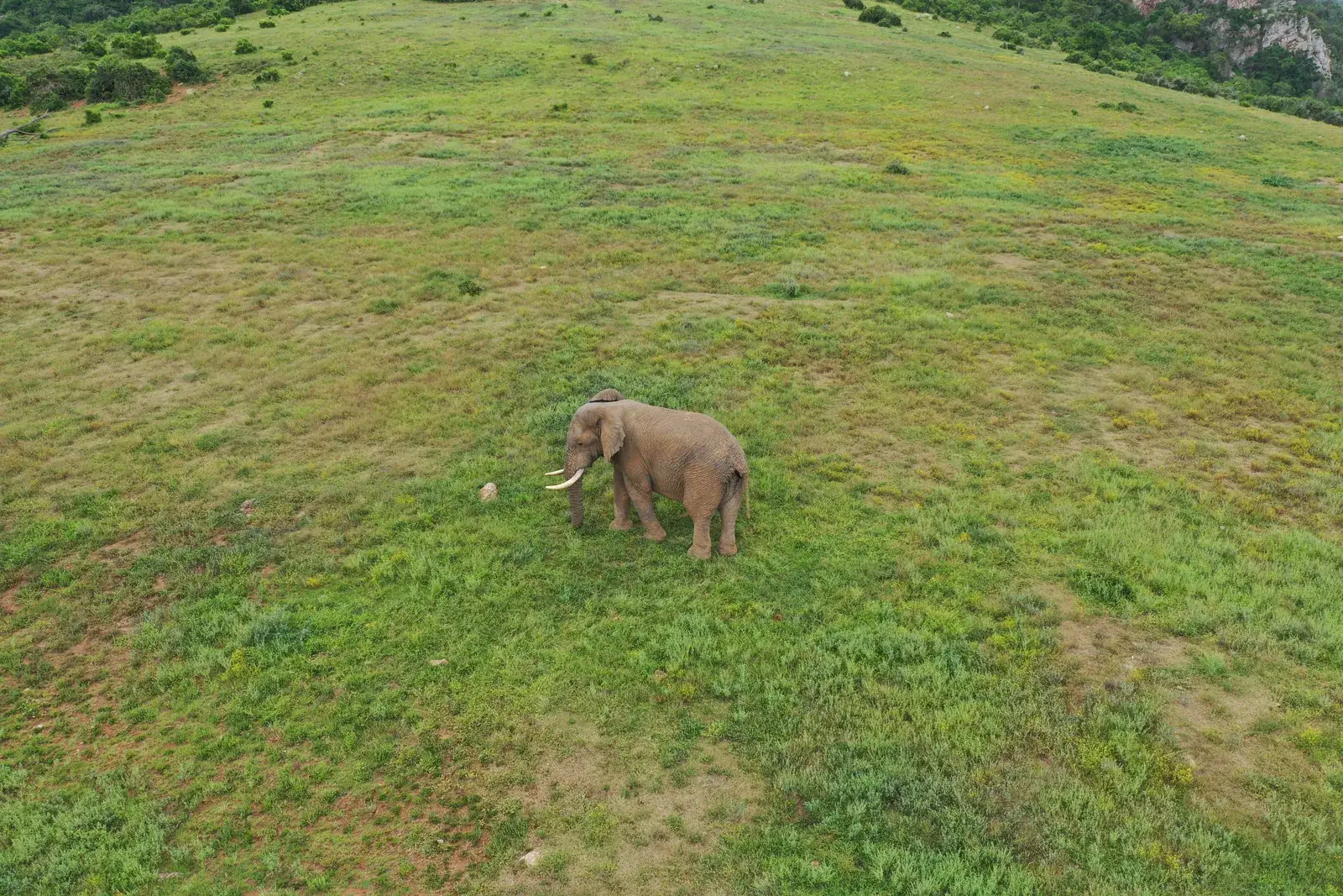 Ein Elefant im Addo Elephant Park aus der Luft
