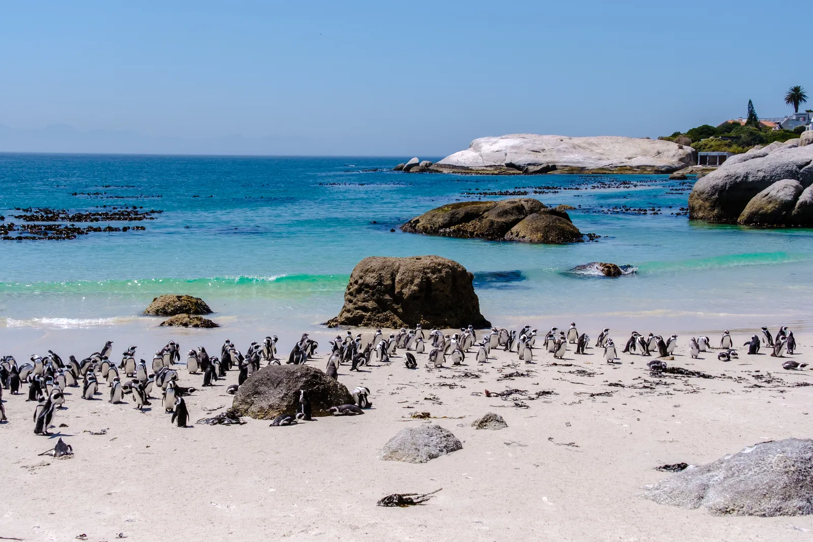 Brillenpinguine am Boulders Beach in Simon’s Town