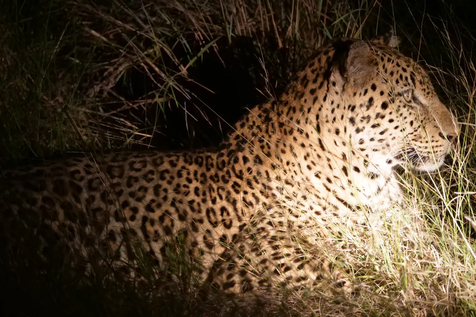 Ein Leopard im Scheinwerferlicht einer Nachtpirsch